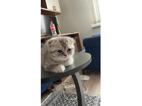Scottish Fold Kediler