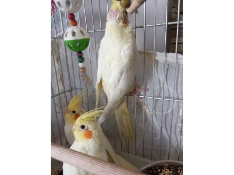 Yavru Sultan Papağanı Ele Alışık