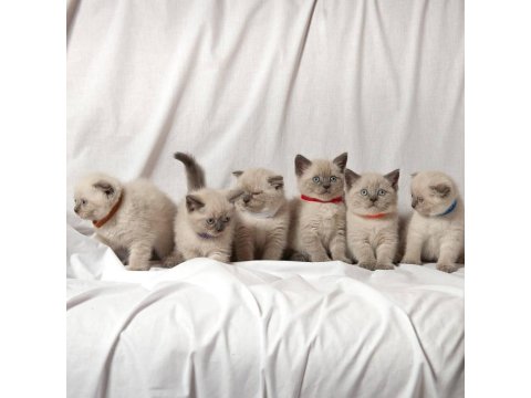 British Shorthair Sevimli Yavrular