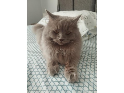 Çiftleşme İlanıdır