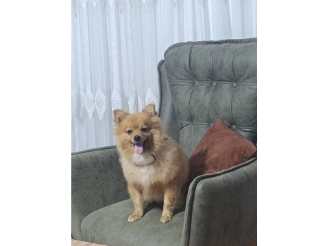 Eğitimli Pomeranian Köpeği