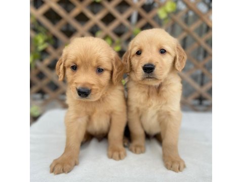 Golden Retriever Köpekler