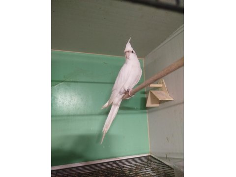 Cf X Tek Kanat Zincir Den Gelme Erkek Sultan Papağanı