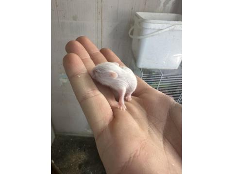 30-35 Tane Satılık Hamster