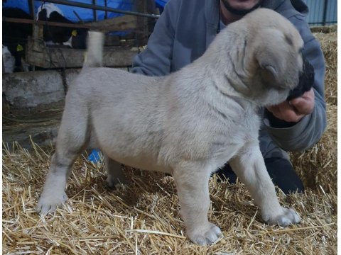 6 Tırnaklı Özel Üretim Dev Kangal Yavrular