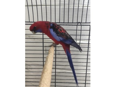 Bordo Mavi Özel Renk Dişi Rozella