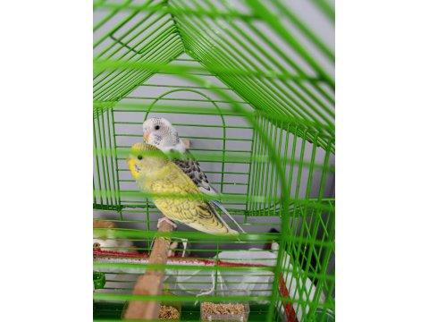 Çok Uyguna Verilecek Muhabbet Kuşlar