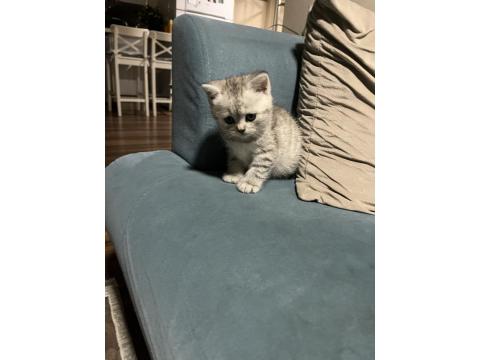 40 Günlük British Shorthair Bebişlerimiz Yeni Yuvalarını Arıyor