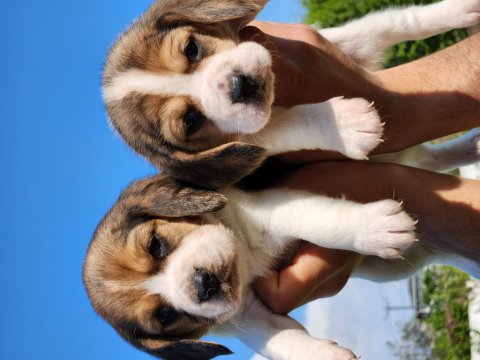 A Kalite Beagle Bebekler