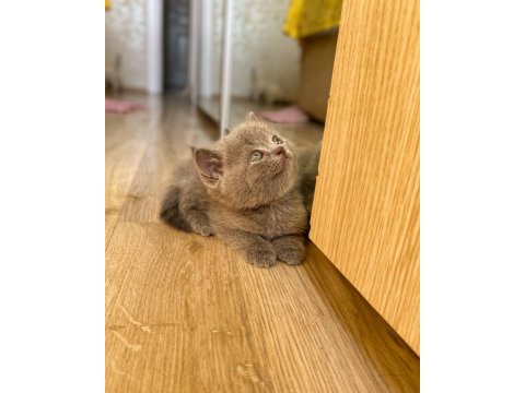 A Kalite British Shorthair Bebekler