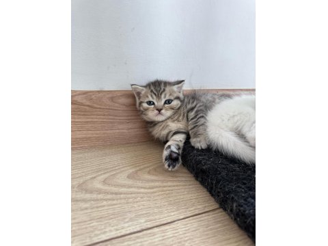 British Shorthair Yavru