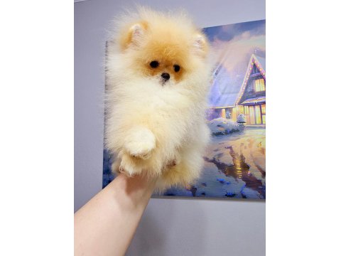 4 Aylık Üst Düzey Dişi Pomeranian Yavrum