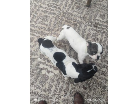 French Bulldog 9 Aylık