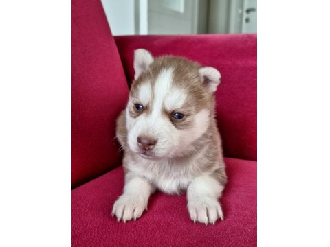 Sibirya Kurdu Bebek Köpekler