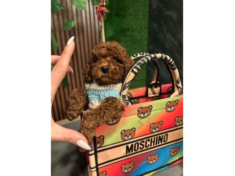 Sevimli Minik Toy Poodle