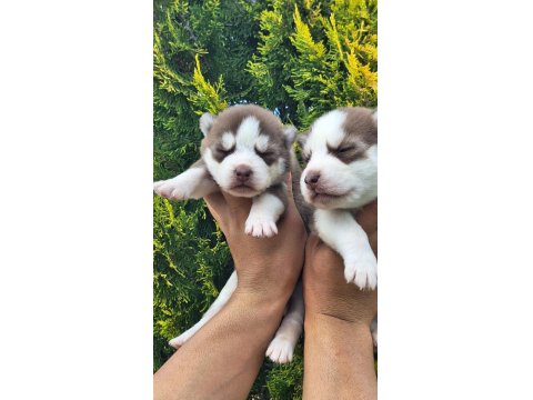 Sibirya Kurdu Bebek Köpekler