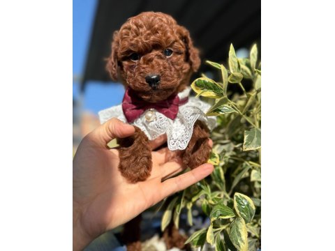 Safkan Toy Poodle Yavru Köpekler