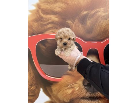 Irk Garantili Toy Poodle Yavrularımız