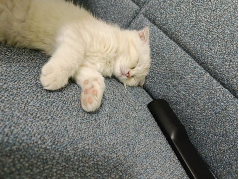 2 Aylık Özel Cream Renk Scottish Fold