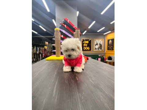 Kore Maltese Bebekler