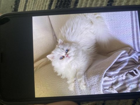 İran Kedisi Beyaz Meleğimiz