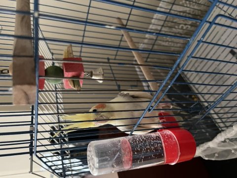 Sultan Papağanı 1 Yaşında