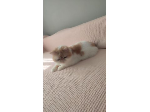 4 Yaşında 3 Doğum Yapmış Exotic Shorthair Sıfır Burun Kısır Değil