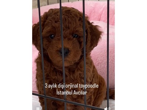 3 Aylık Dişi Toy Poodle