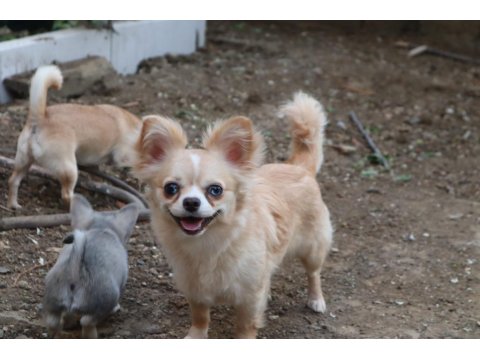 Longhair Genç Dişi Köpeğimiz