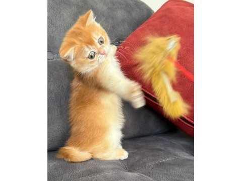 Kusursuz Renk Anne Baba Şecereli Golden British Shorthair