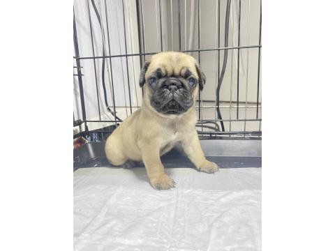 Pug Mops Yavrular