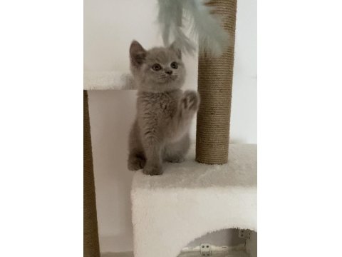 Safkan British Shorthair Lilac Solid Erkek