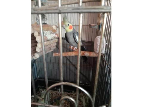 Çift Sultan Papağanlar