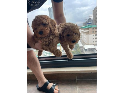 Ev Üretimi Safkan Toy Poodle Yavruları Anne Yanından