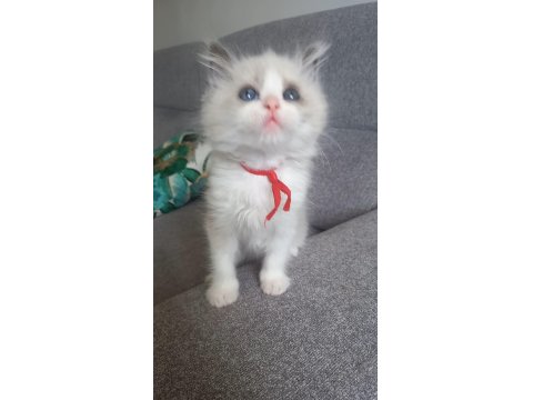 Son Bir Safkan Ragdoll