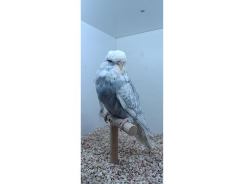 3 Aylık Show Jumbo Muhabbet Kuşu Yavrular