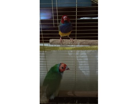 2025 Doğum Golden Finch Kesik Boyun