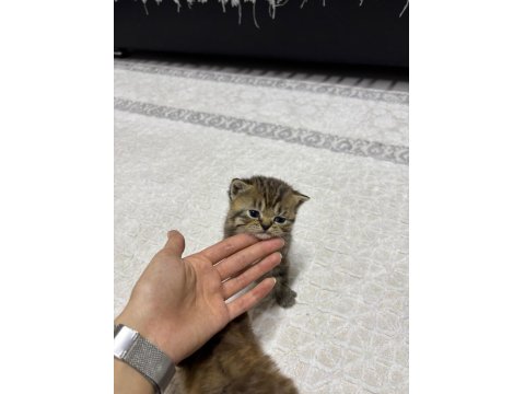 British Yavru Kedimiz