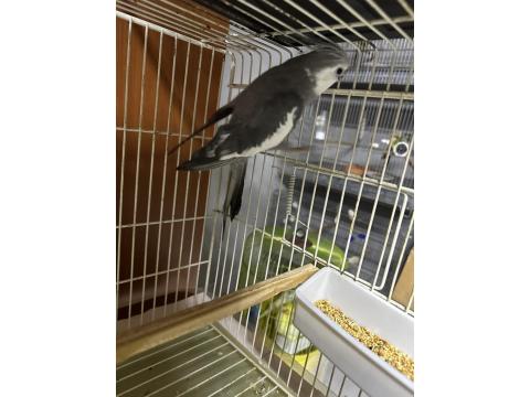 Erkek Sultan Papağanları