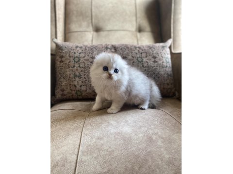 Full Şecereli Anne Babanın Scottish Fold Longhair Bebeği