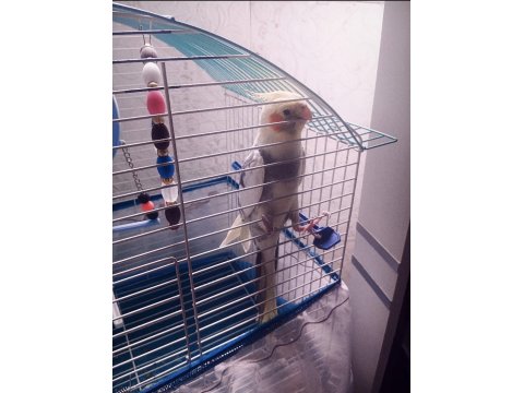 Konuşan Sultan Papağanı 2 Yaşında