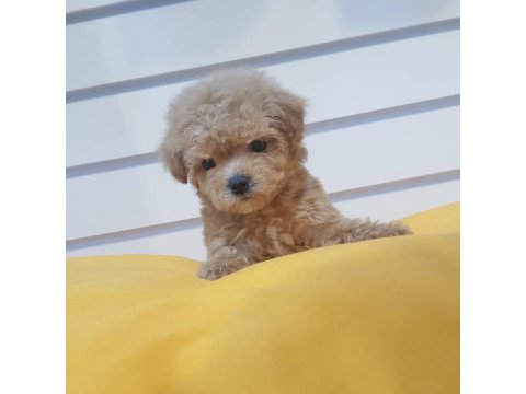 Chipli Pasaportlu Toy Poodle Yavruları