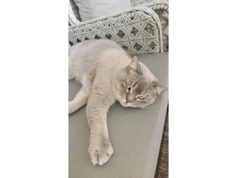 4 Yaşında Kısırlaştırılmış Erkek Kedi