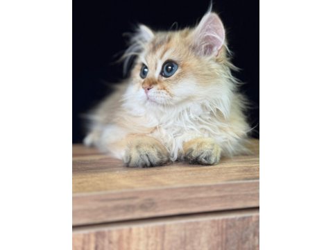 Safkan British Bebeklerim Yuvalarına Gitmeyi Bekliyor