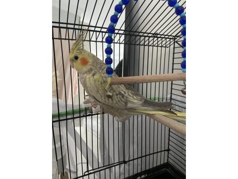 3 Aylık Sultan Papağanı