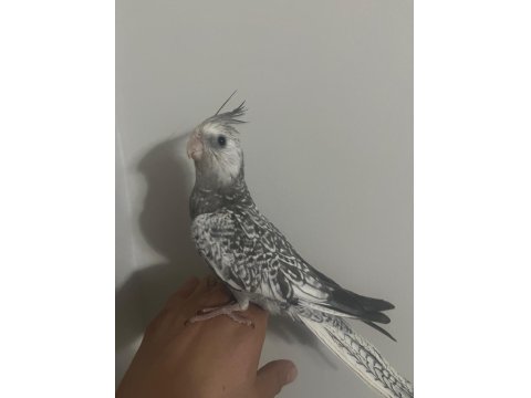 6 Adet Yeme Düştü Kaçırılmayacak Fırsat Rengarenk Kuşlar