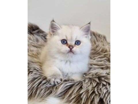 Pamuk Güzeli Silver British Shorthair Yavrumuz