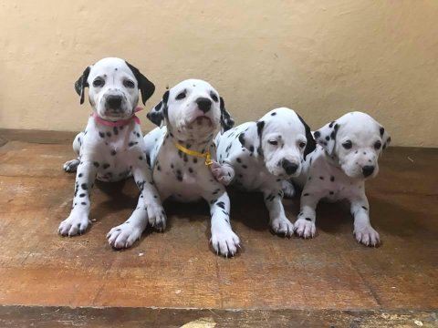 Dalmaçyalı Yavruları