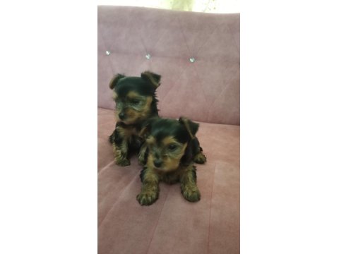 2 Aylık Yorkshire Erkek Yavru