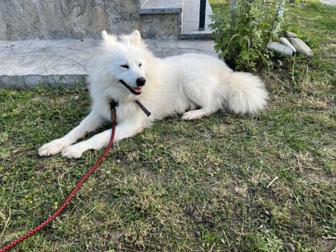 3 Yaşında Dişi Uysal Samoyed